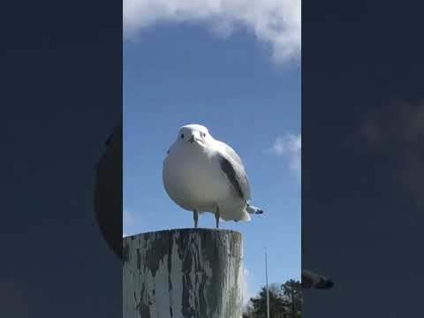 Seagull Scream