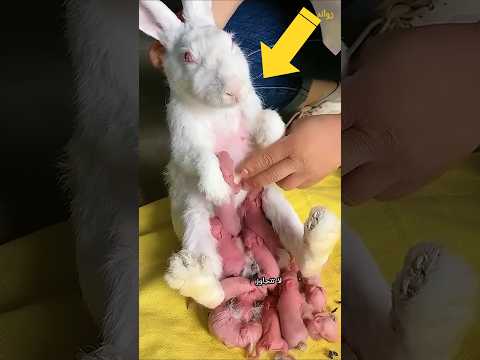 الارانب تلد كل شهر