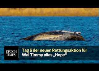 Tag 6 Der Neuen Rettungsaktion Für Wal Timmy Alias Hope 500 Meter Bis Zum Ausgang Der Bucht