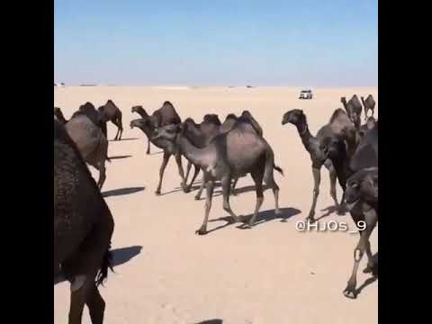 عوبال لااله الاالله اول مانبدا ونقول صلاة على الرسول