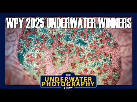 Wildlife Photographer Of The Year 2025 Reviewing The Underwater Photos Wildlife Photographer Of The Year 2025 Reviewing The Underwater Photos