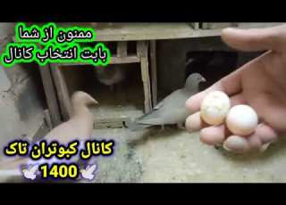  نکاتی در مورد تخم کبوتر