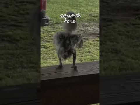 الرجال متل العصفور