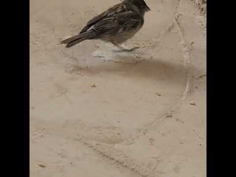 الطيور كيف يمشي العصفور How Does A Sparrow Walk