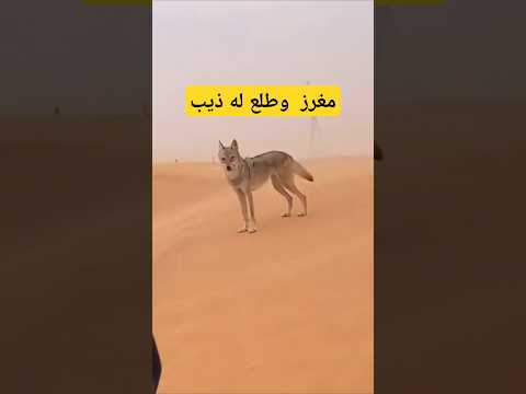 مغرز وطلع له ذيب ويقول هذا الي ما حسبنا حسابه ذئب ذيب الذئب الذئب العربي مكشات مقناص فقع