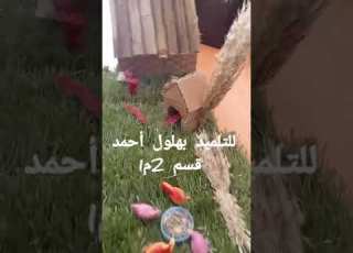 أحسن مشروع عن البيئة سنة ثانية متوسط
