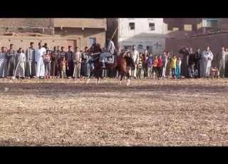 الخيال أحمد غريب سيد مولد الشيخ عبيد والشيخ سعيد كلاحين ابنود السنة الأولي 2 5 2017