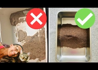 Cat Litter Box Hacks That Will Save Your Life