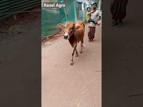 Gorur Video Guru Amba Hamba Cow Shorts Animals Music Viral Foryou Funny