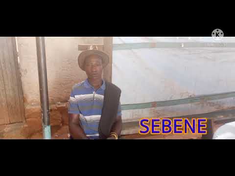 FIMBO YA BHALENGI NGELELA SEBENE KALI BY LWENGE STUDIO