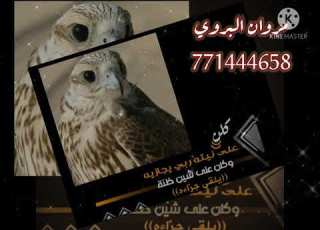 يا صقر بلغ سلامي الشاعر مروان البروي قوه2021