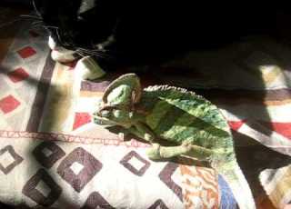 Poes En Creepy