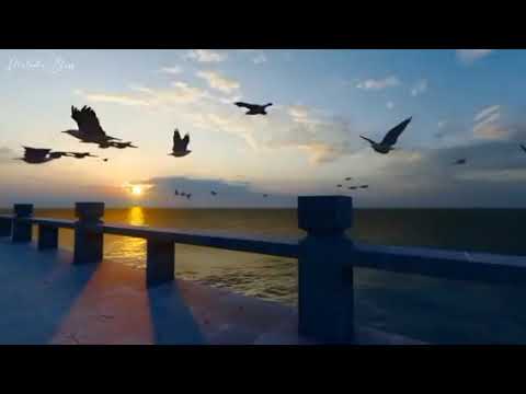 Gedeuffa Mezmur የኳየር የጌዴኦኛ መዝሙር