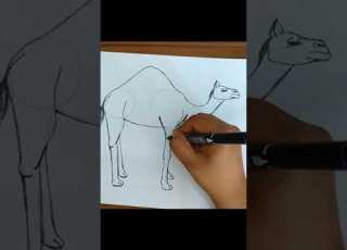 How To Draw A Camel Step By Step
