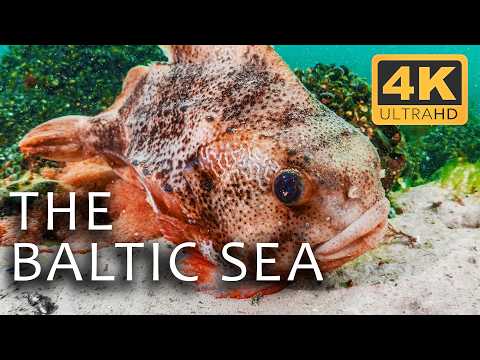 The Baltic Sea A Mysterious Underwater World Secrets Of The Seas Ep 2 4K UHD Documentary