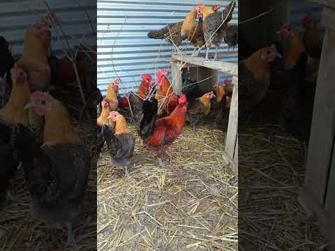 دجاج الفيومي الذهبي بيض التفريخ حسب الطلب0655512461