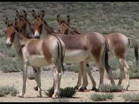 گوێدرێژ لە خەوندا