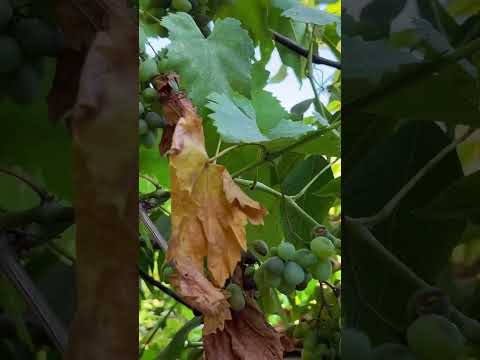 شقولا كرتا سركون كبريل Sargon Gabriel Shqola Karta شقولا كرتا سركون كبريل Sargon Gabriel Shqola Karta