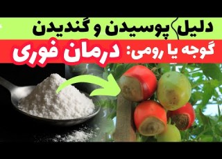 علت پوسیدن و گندیدن میوه بادنجان رومی چیست چکار کنیم تا اینطور نشود