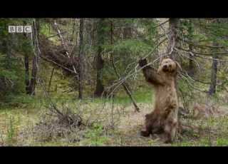 Bears Dancing To Jungle Boogie Planet Earth II