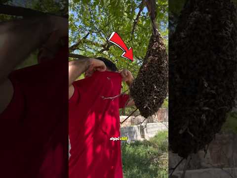 كيف تتصرف عندما تجد خلية نحل