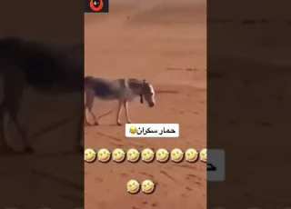 حمار سكران