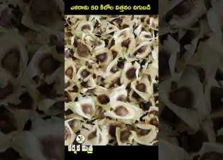 Not Only Moringa Is A Good Source Of Income But Also Seed Production Is Profitable Moringa Dr