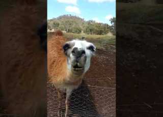  Grumpy Llama VS Man Shorts