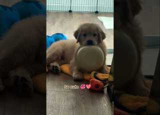 So Cute Goldenretriever Cutepuppy Dogshorts Retreiver Dog Viralvideo Hindisong Dhurandhar