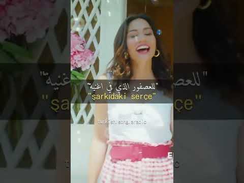 اغنية مسلسل الطائر المبكر