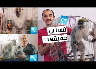  اشتريت نسناس عبلنجى للتربية فى البيت وهاقوللكم بكام ومنين وازاى تربوه صح