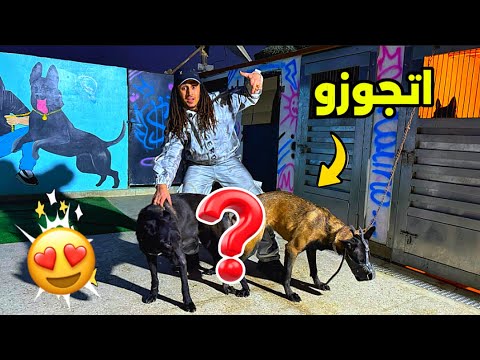 I Married My Dogs How To Marry Dogs