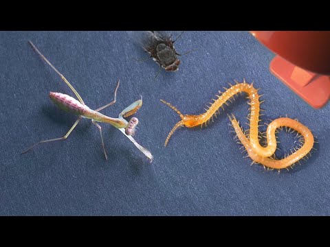 LA MANTE GIUSEPPE COMBAT UN MILLE PATTES