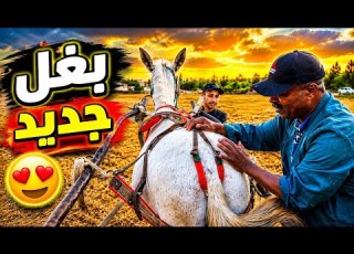 بادريس شراء بغل جديد ب6000 درهم وهذا أول يوم ديال خدمة واش كاين المليح