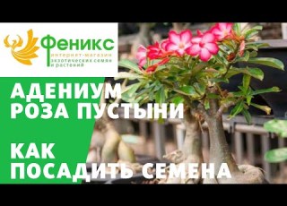  ADENIUM Or DESERT ROSE How To Plant Seeds
