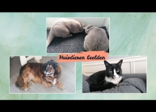  Wat Doen Mijn Huisdieren Op Een Dag Huisdieren Deel 6 Noa Ashley