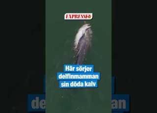  Här Sörjer Delfinmamman Sin Döda Kalv
