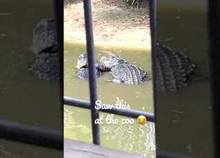  Zoo