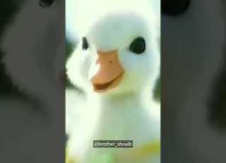 EMOTIONAL DUCK Maula Ya Salli Wa Sallim Shorts