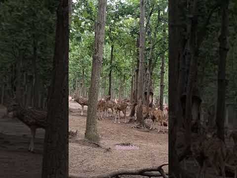 Nature 2025 Super Love Viral Song Deer