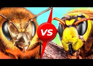 Japanese Bees Do One Insane Thing To Defeat Giant Hornets