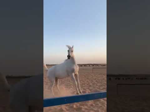 لعب الحصان مع صاحبته خيل السعودية