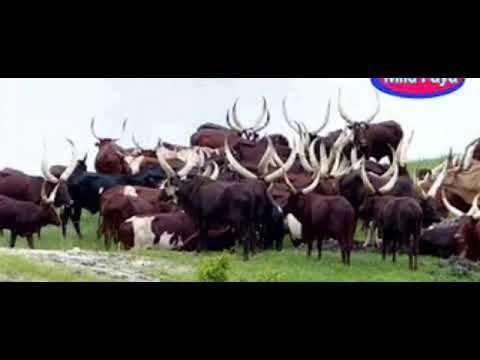 JIBOLA NDAMA NGHIBULA KACHWELE BY PRD MUSA TOUCH 2025