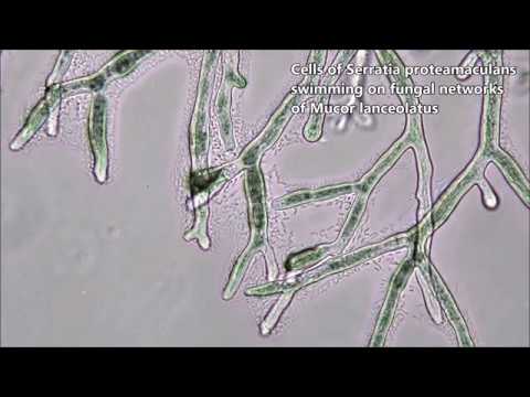 Fungal Networks Shape Dynamics Of Bacterial Dispersal And Community Assembly In Cheese Rind