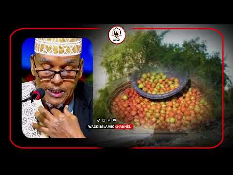 Isku Daawaynta Geedka Gobka Qaabka Loo Isticmaalayo Iyo Dadka Aan Isticmaalayn Sh Maxamed Isku Daawaynta Geedka Gobka Qaabka Loo Isticmaalayo Iyo Dadka Aan Isticmaalayn Sh Maxamed