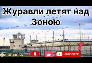 Песня Журавли летят над зоною