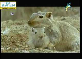 الحياة البرية في آسيا المجد الطبيعية