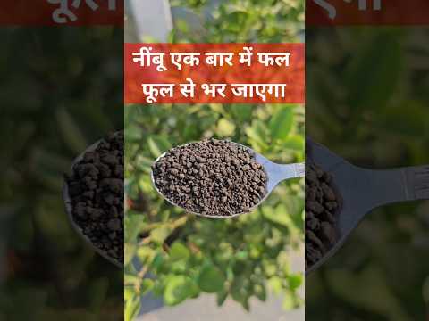 न ब एक ब र म फल फ ल स भर ज एग Organic Fertilizer For Lemon Plant न ब एक ब र म फल फ ल स भर ज एग Organic Fertilizer For Lemon Plant