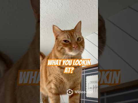 Simon Cat Sunday Morning Cat Kitten Cute Pets Shorts Shortvideo