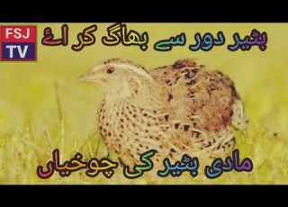 Female Batair Ki Awaz Batairi Ki Kirk Batair Voice Quail Hunting مای بٹیر کی کرک بٹیر کا شکار FSJ TV